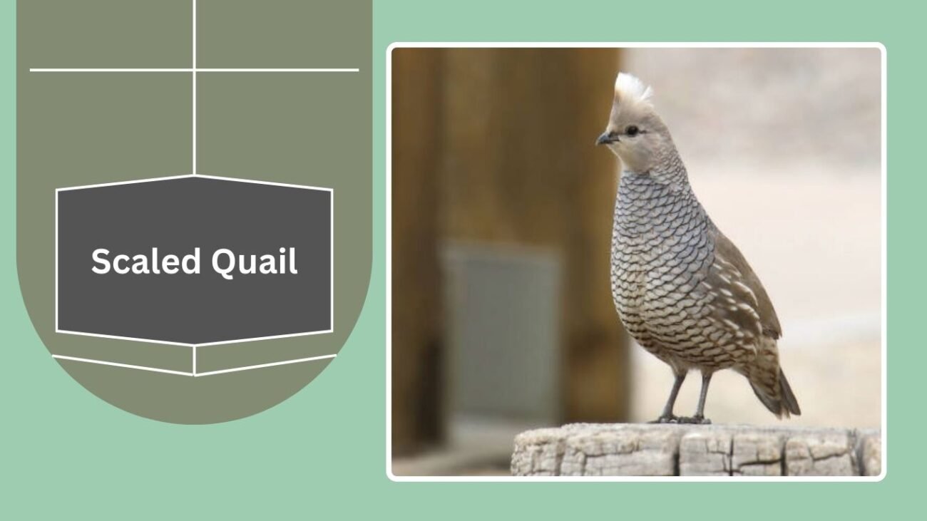 Scaled Quail