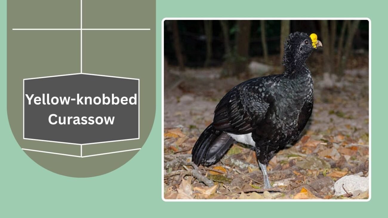 Yellow-knobbed Curassow