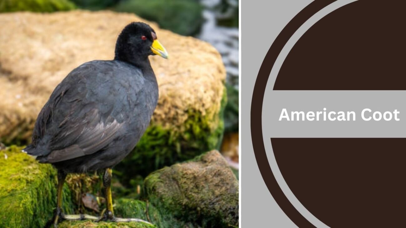 American Coot