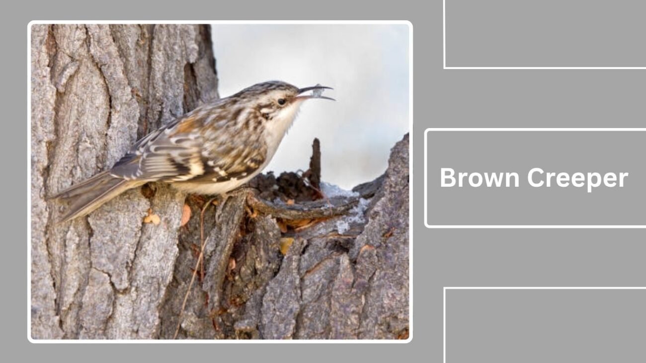 Brown Creeper