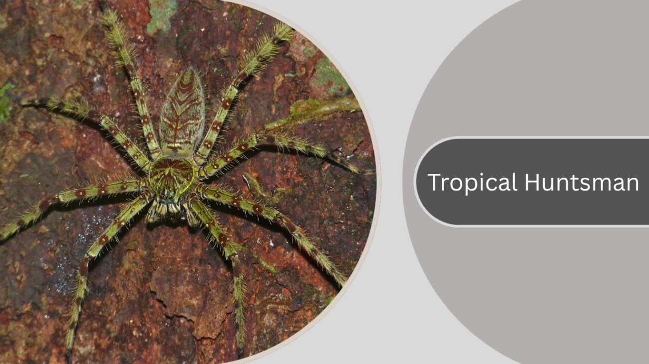 Tropical Huntsman