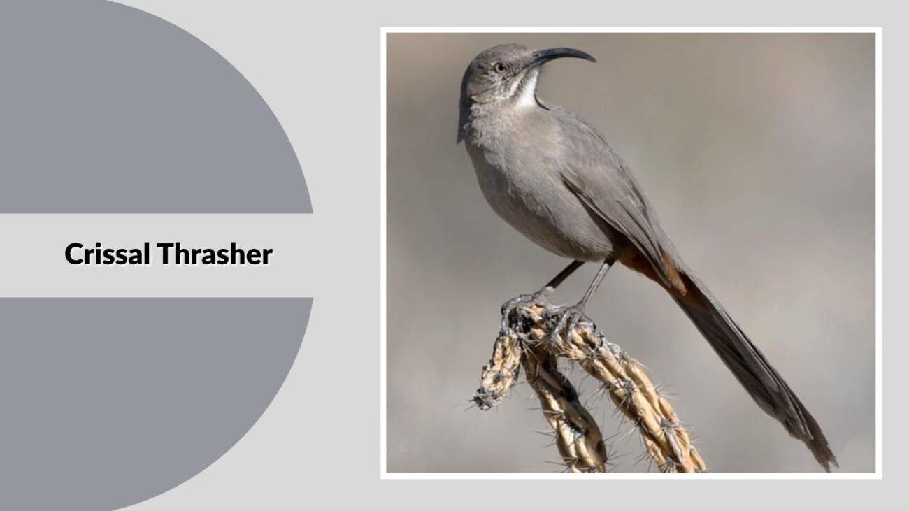 Crissal Thrasher