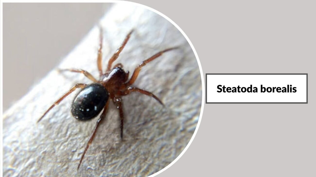 Steatoda borealis