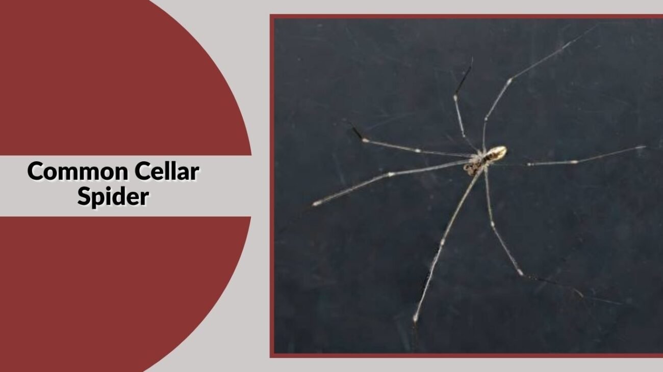Common Cellar Spider