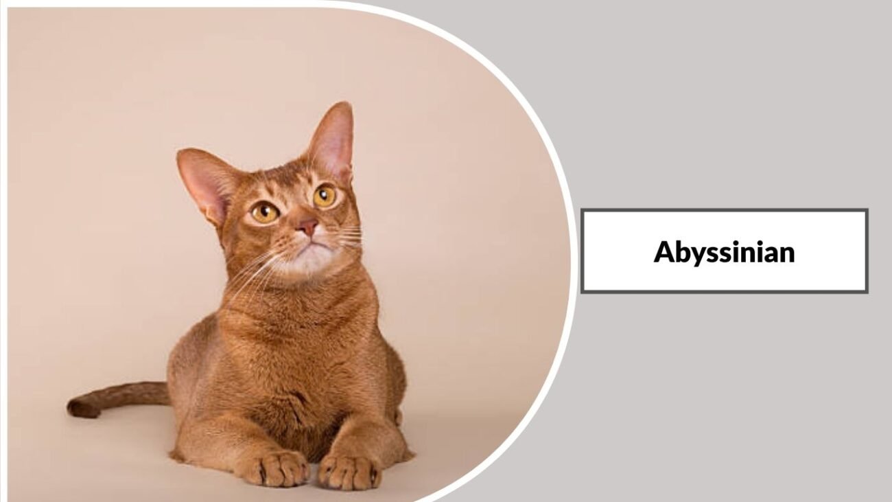 Abyssinian