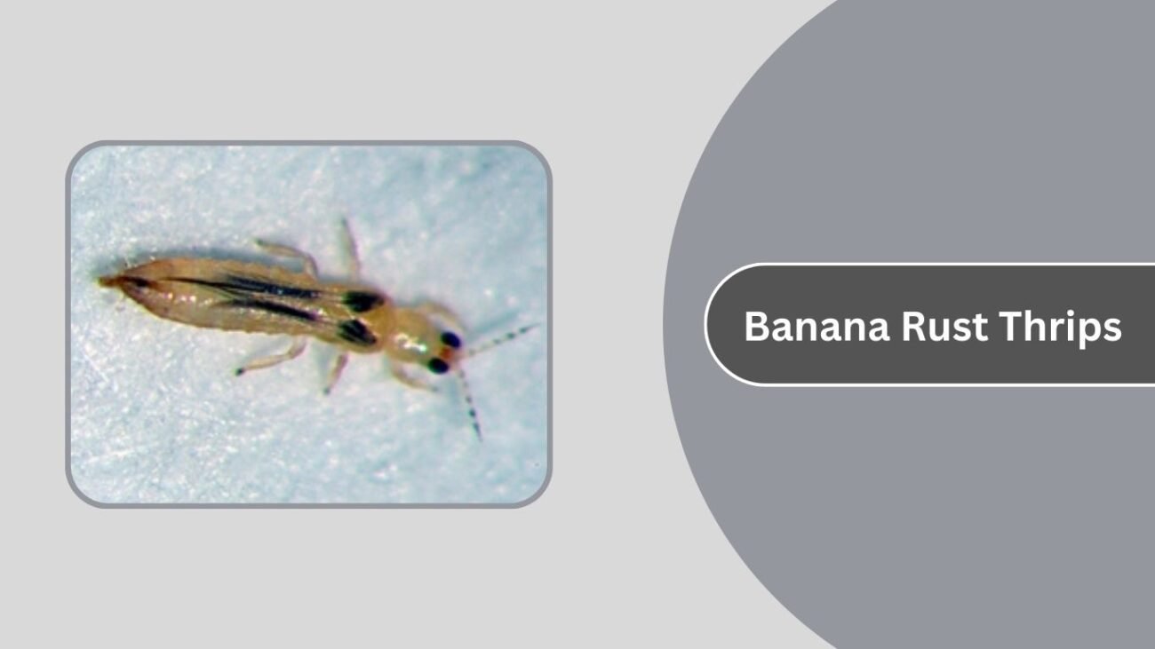 Banana Rust Thrips