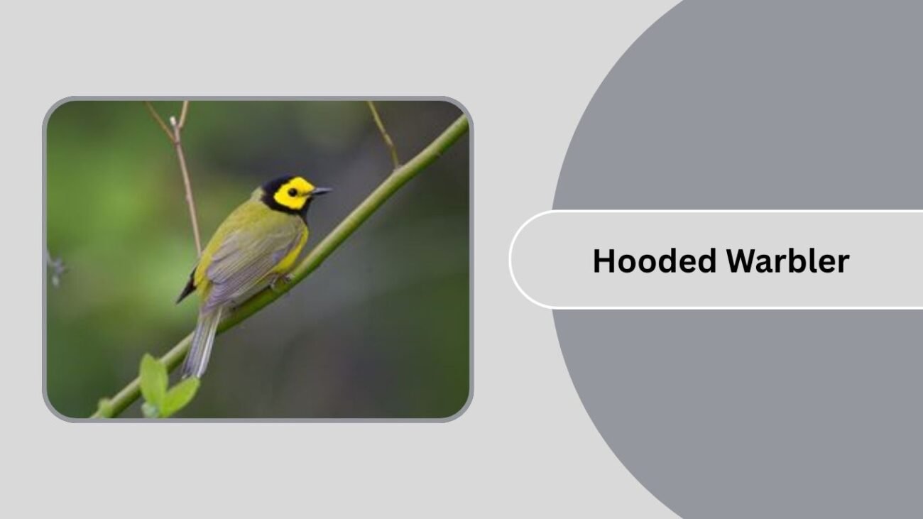 Hooded Warbler
