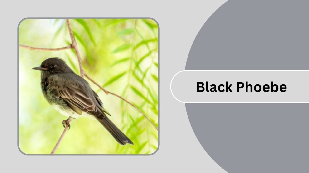  Black Phoebe