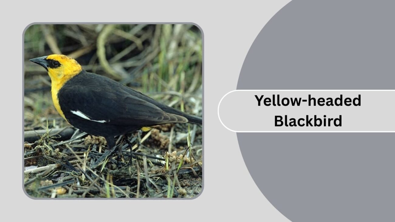 Yellow-headed Blackbird