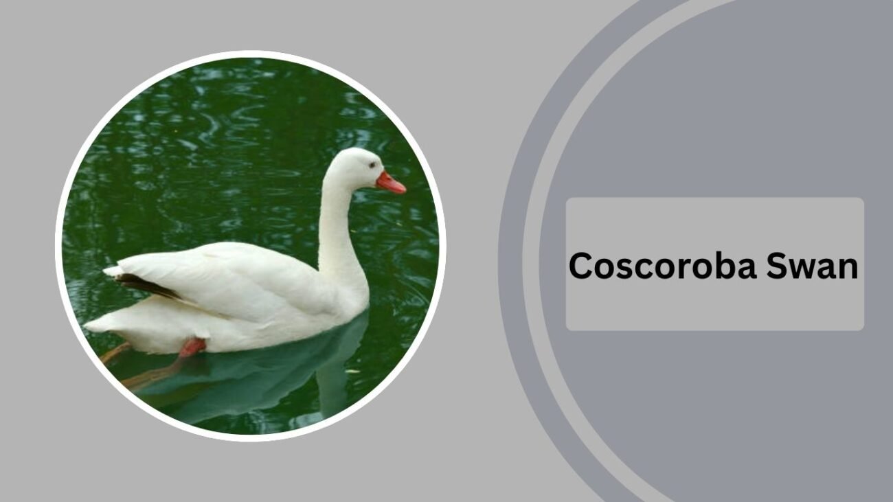 Coscoroba Swan
