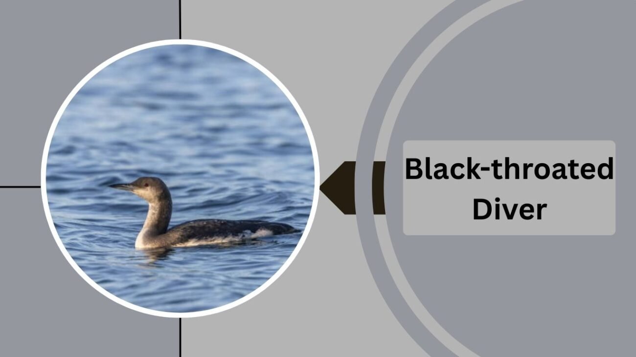 Black-throated Diver