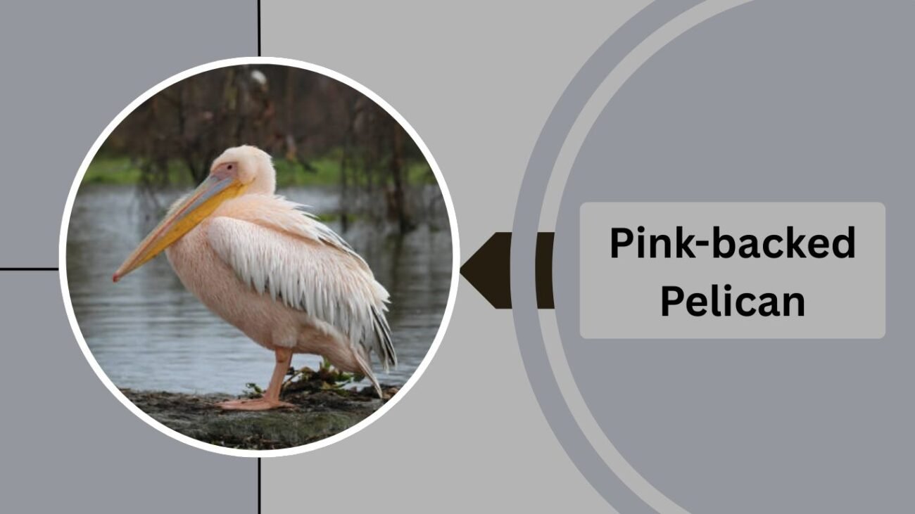 Pink-backed Pelican