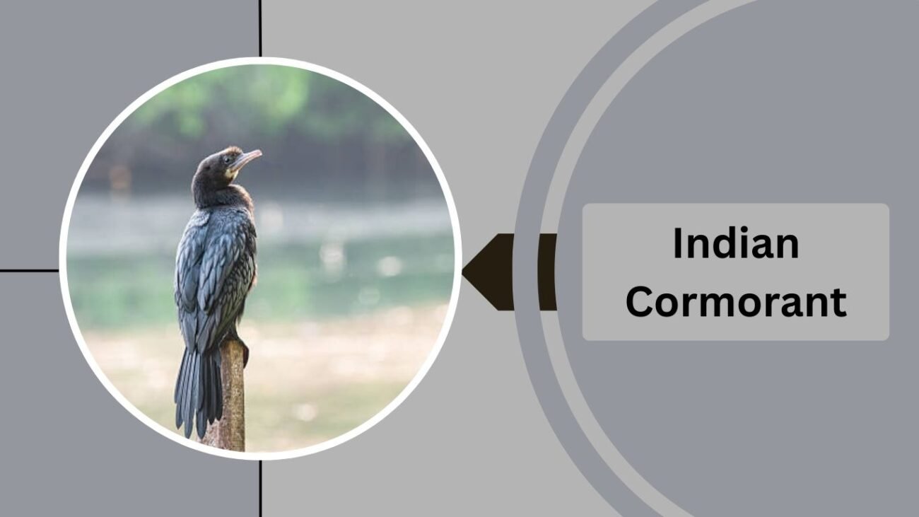 Indian Cormorant