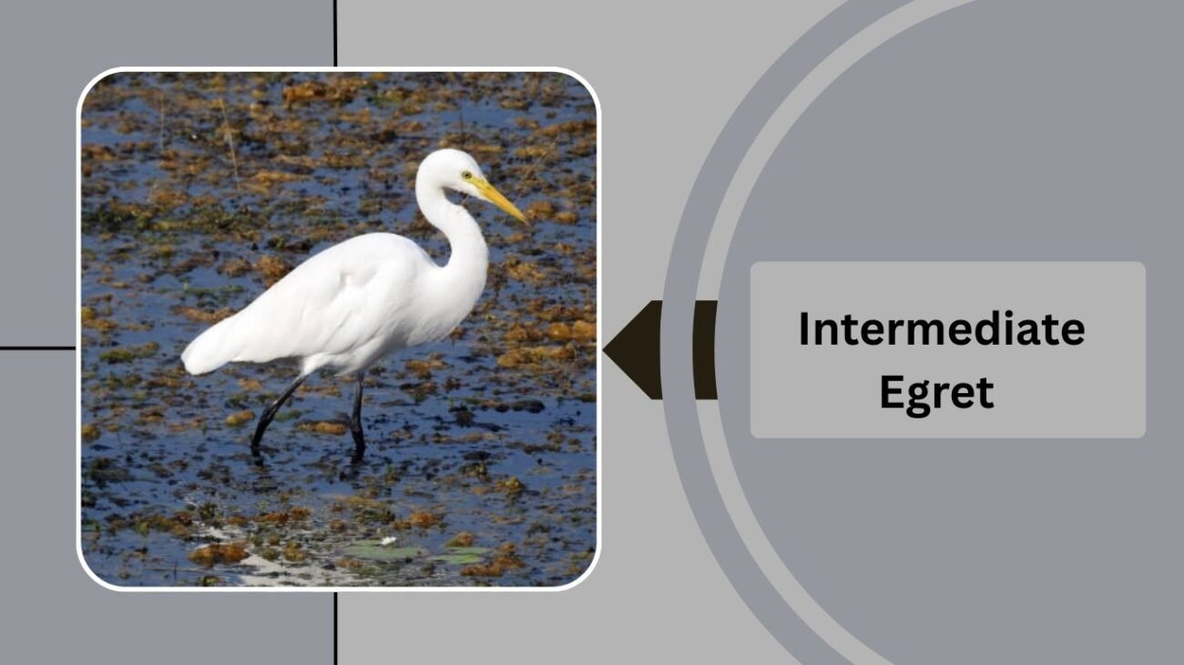 Intermediate Egret