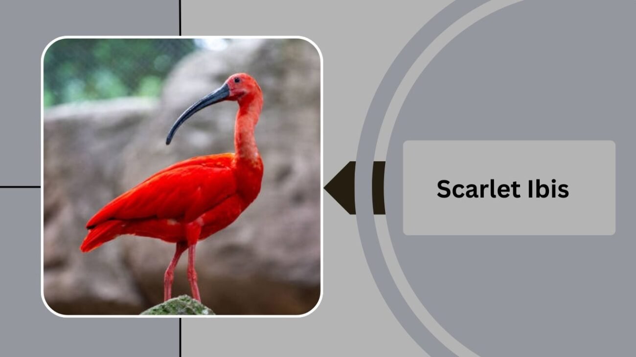 Scarlet Ibis 