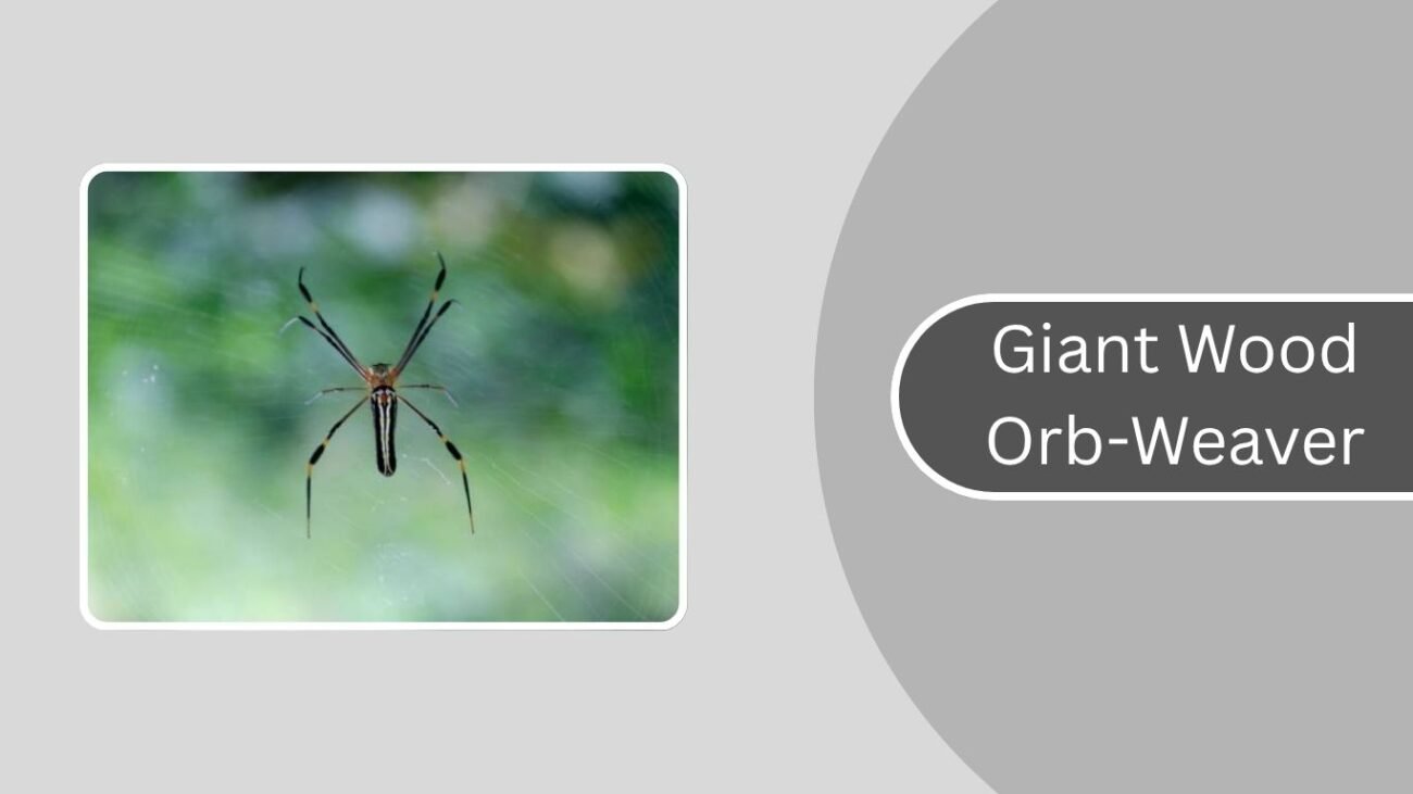 Giant Wood Orb-Weaver