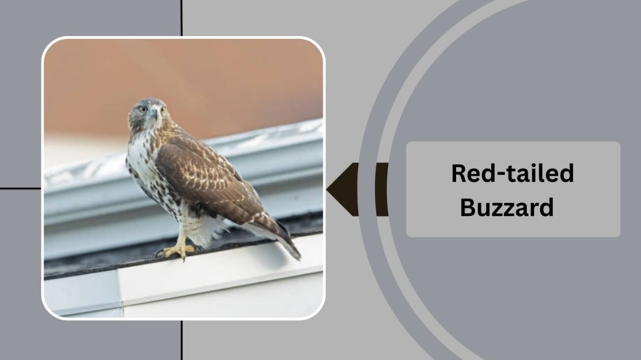 Red-tailed Buzzard