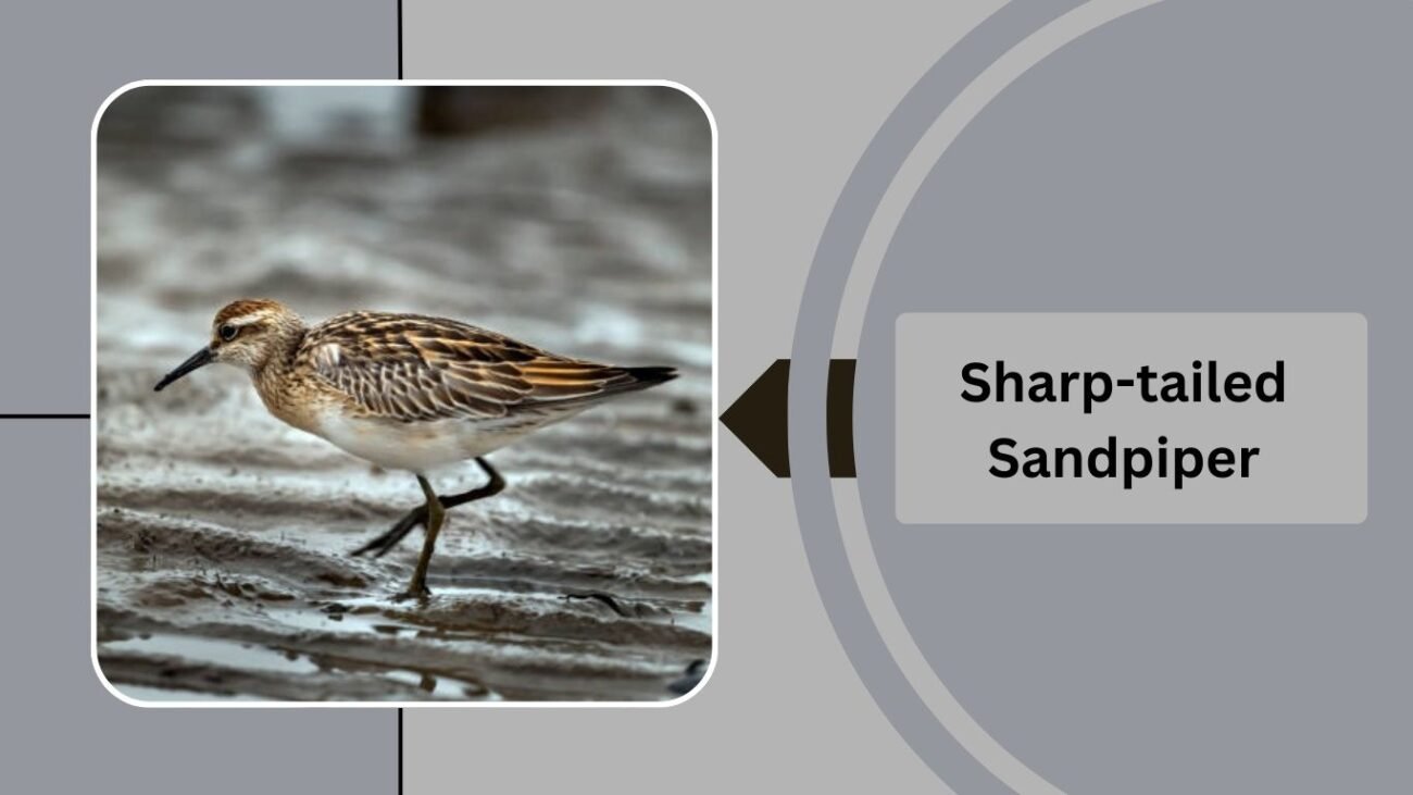 Sharp-tailed Sandpiper
