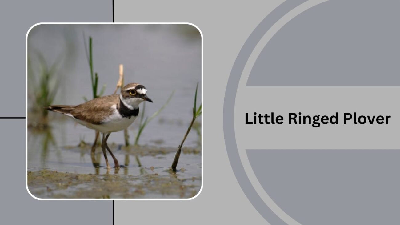 Little Ringed Plover
