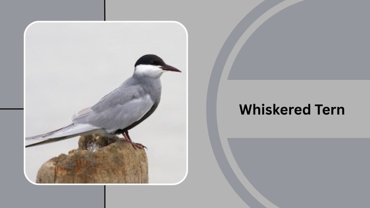 Whiskered Tern