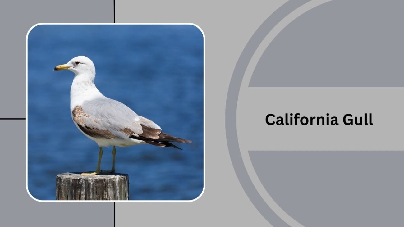 California Gull