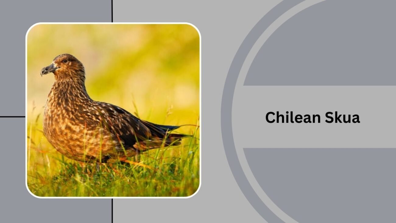 Chilean Skua