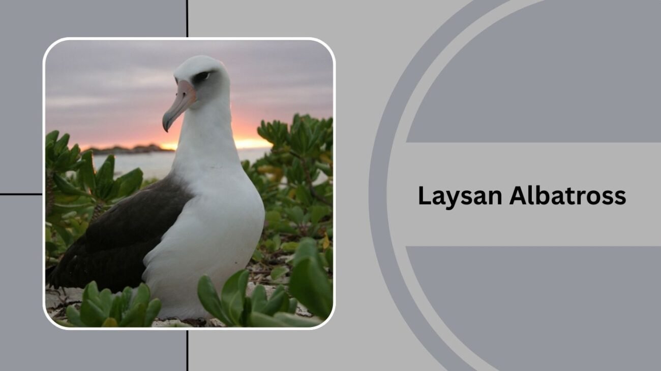 Laysan Albatross