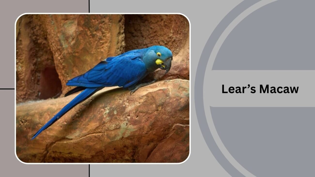Lear’s Macaw