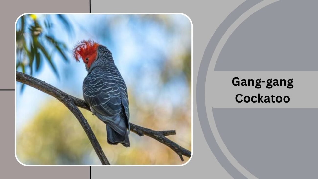 Gang-gang Cockatoo