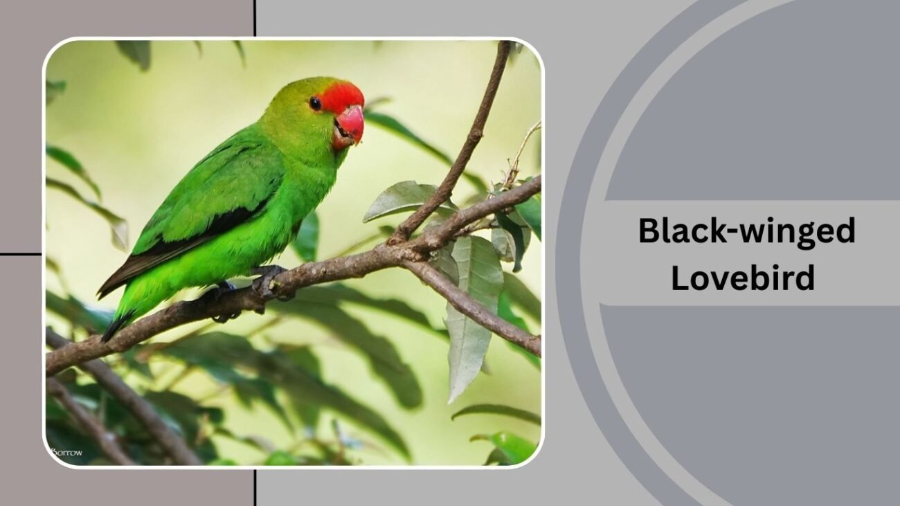  Black-winged Lovebird 