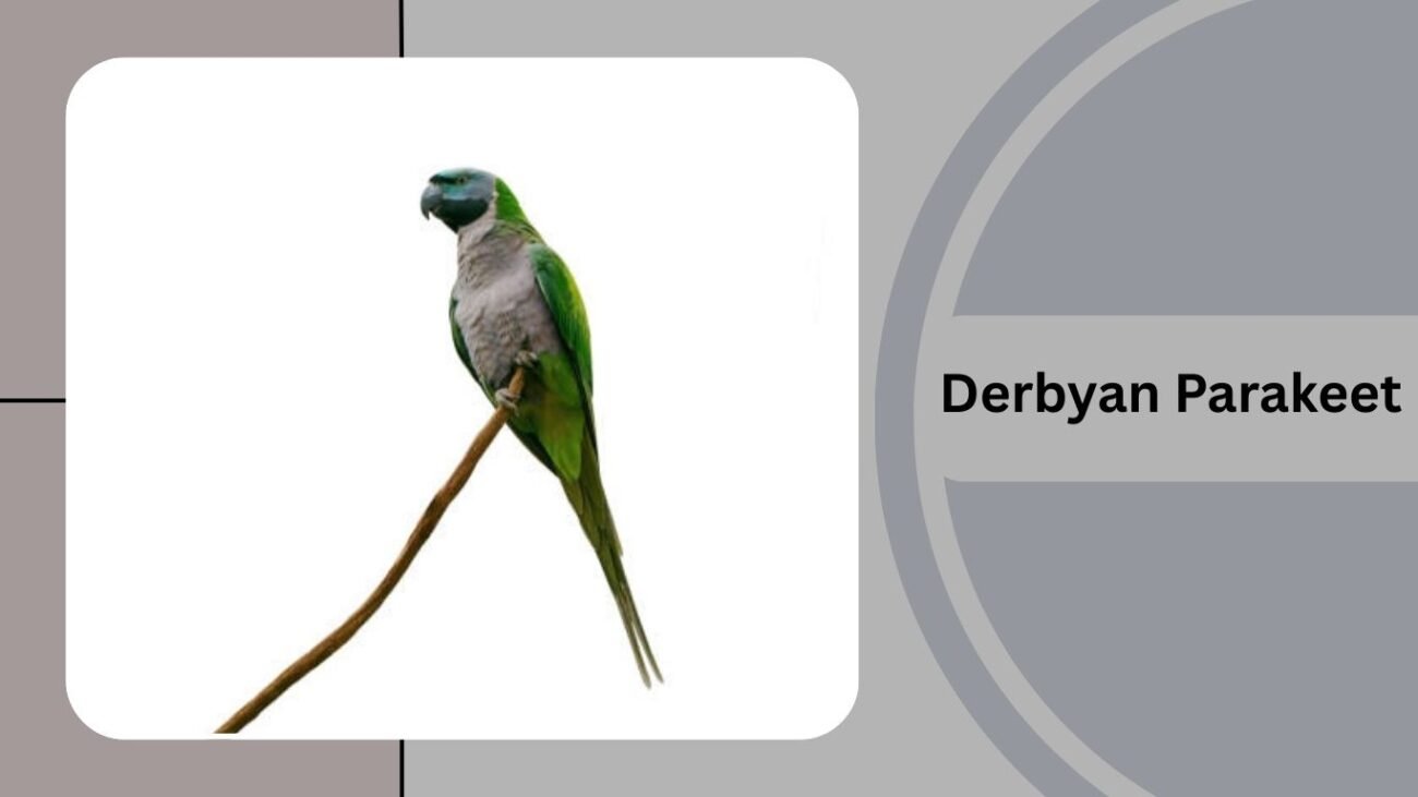 Derbyan Parakeet
