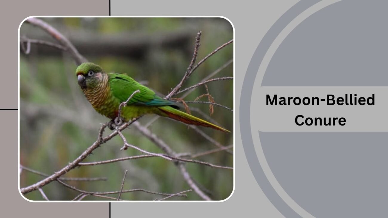  Maroon-Bellied Conure