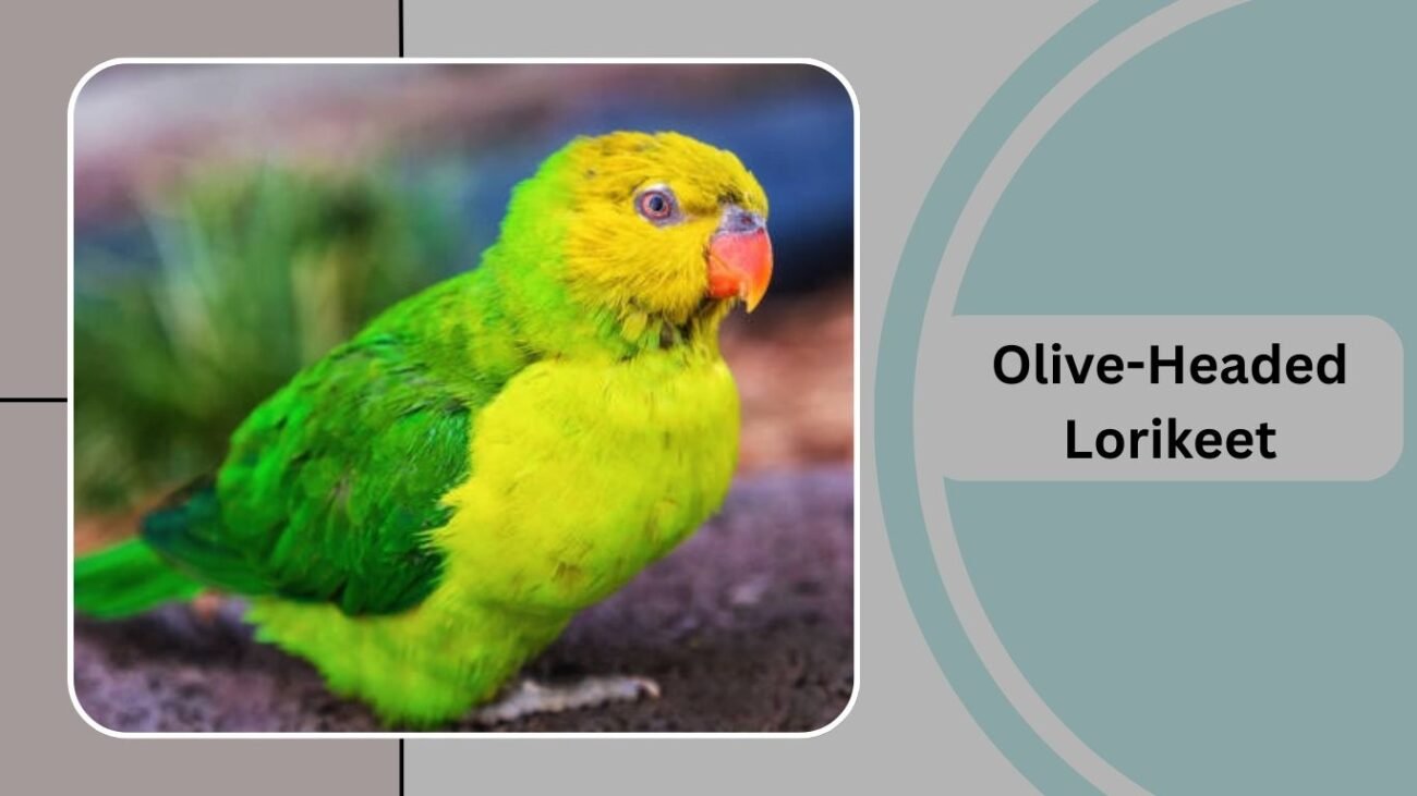 Olive-Headed Lorikeet