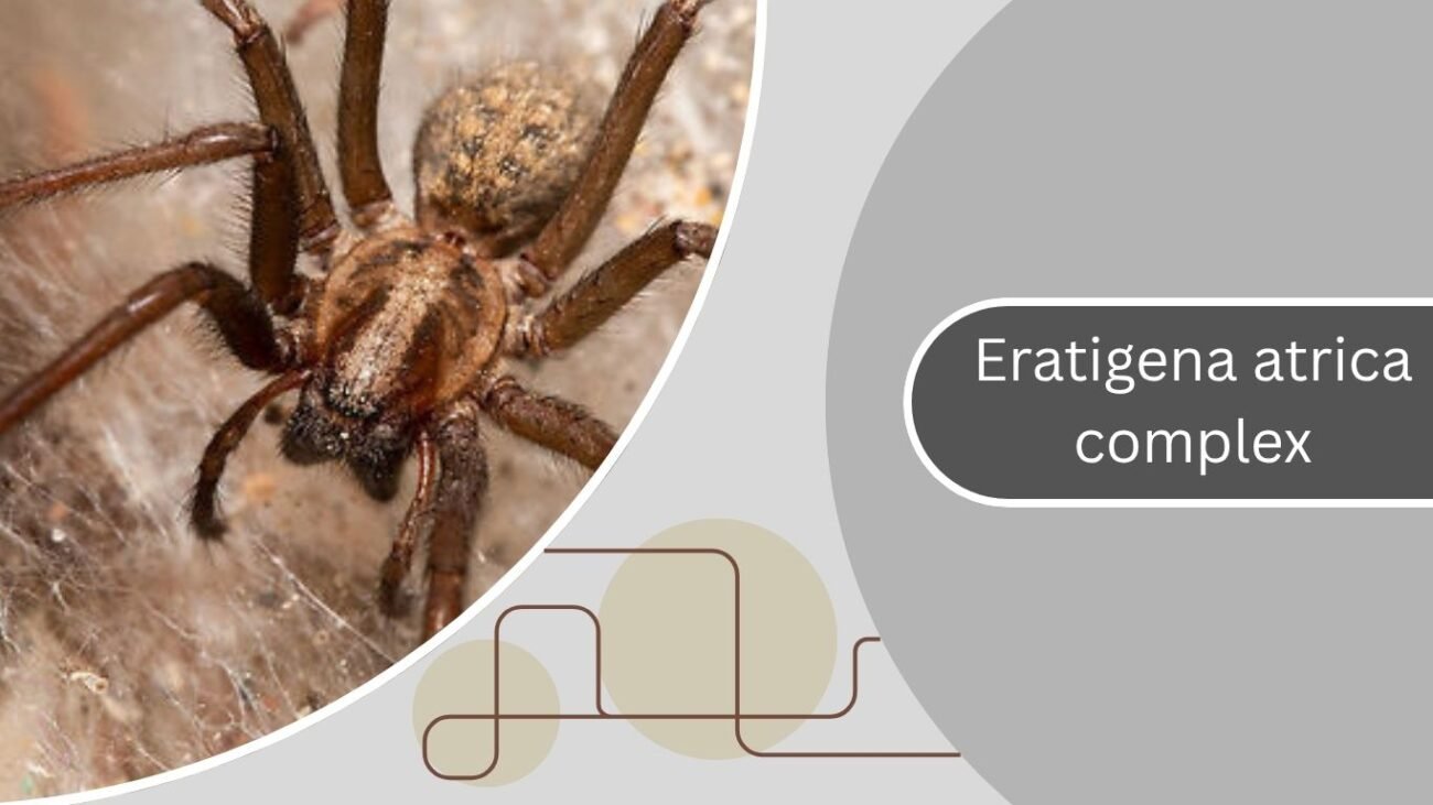 Eratigena atrica complex