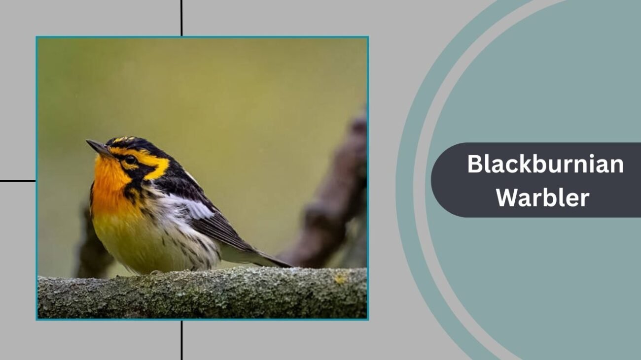Blackburnian Warbler