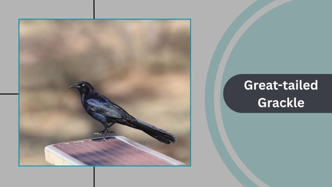 Great-tailed Grackle