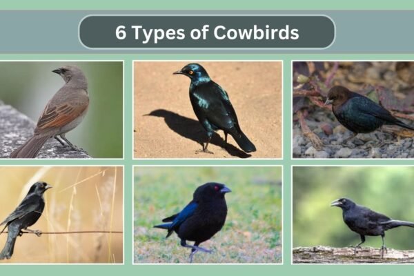 6 Types of Cowbirds