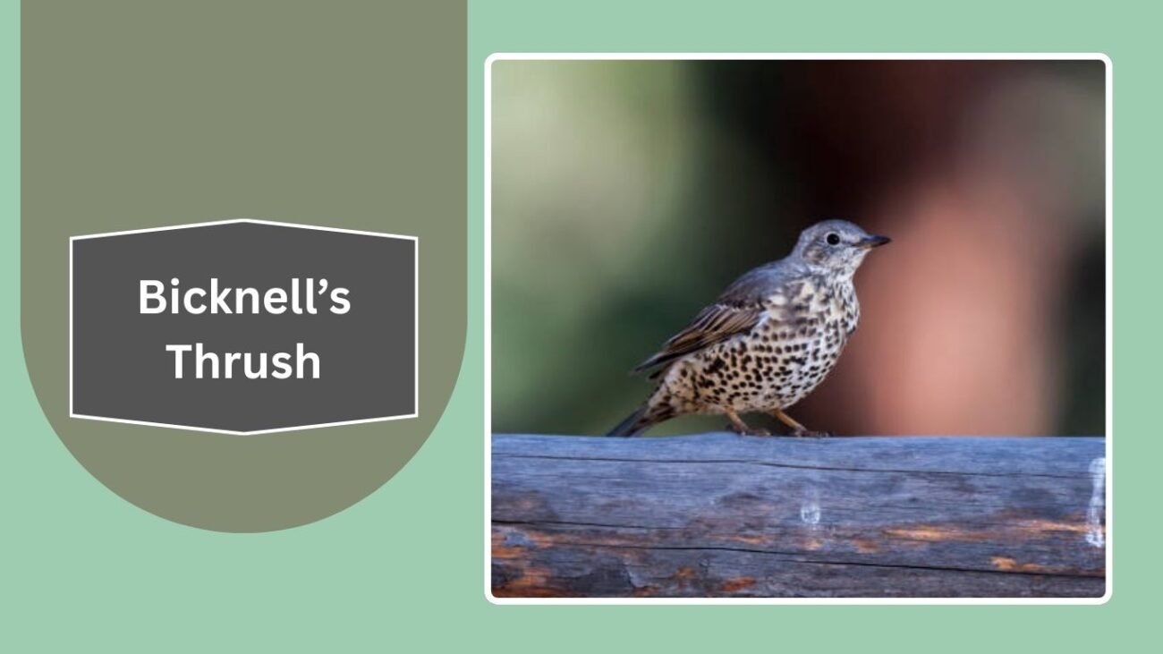 Bicknell’s Thrush