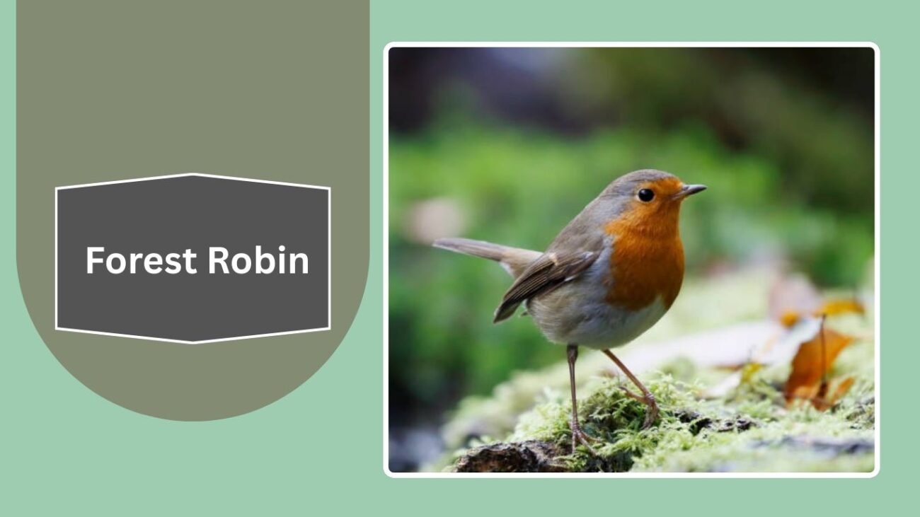 Forest Robin