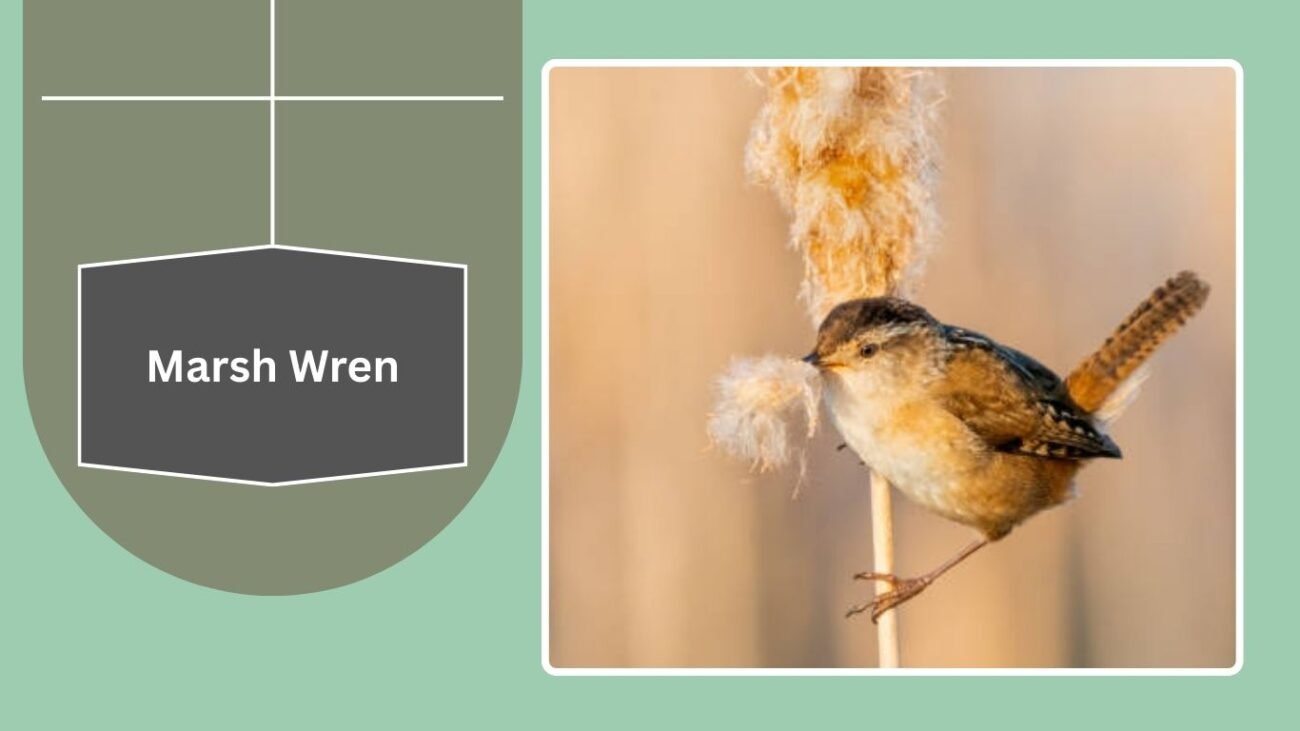  Marsh Wren