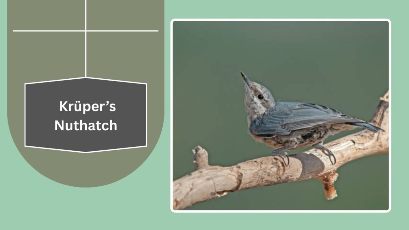 Krüper’s Nuthatch