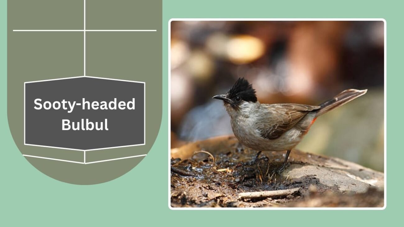 Sooty-headed Bulbul