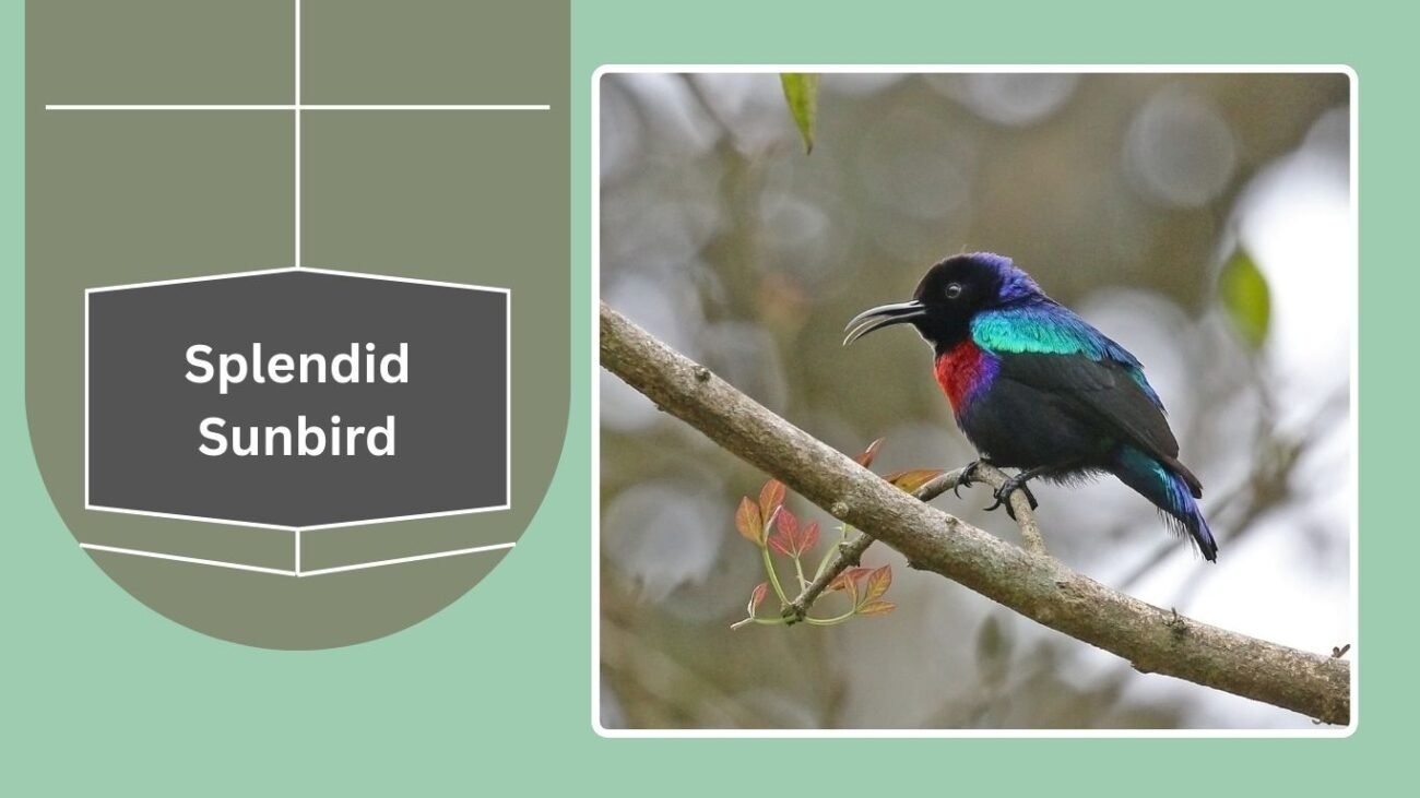 Splendid Sunbird