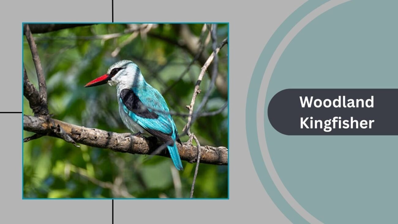 Woodland Kingfisher