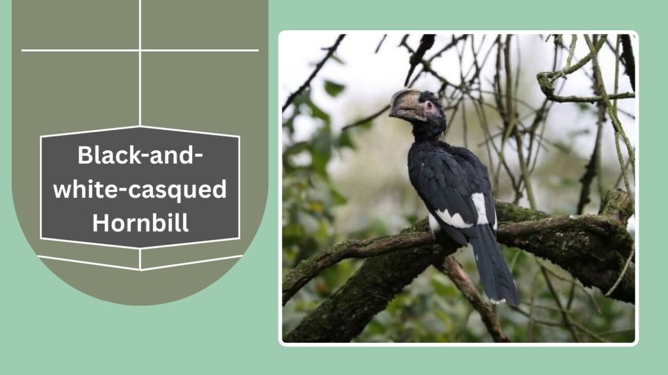 Black-and-white-casqued Hornbill