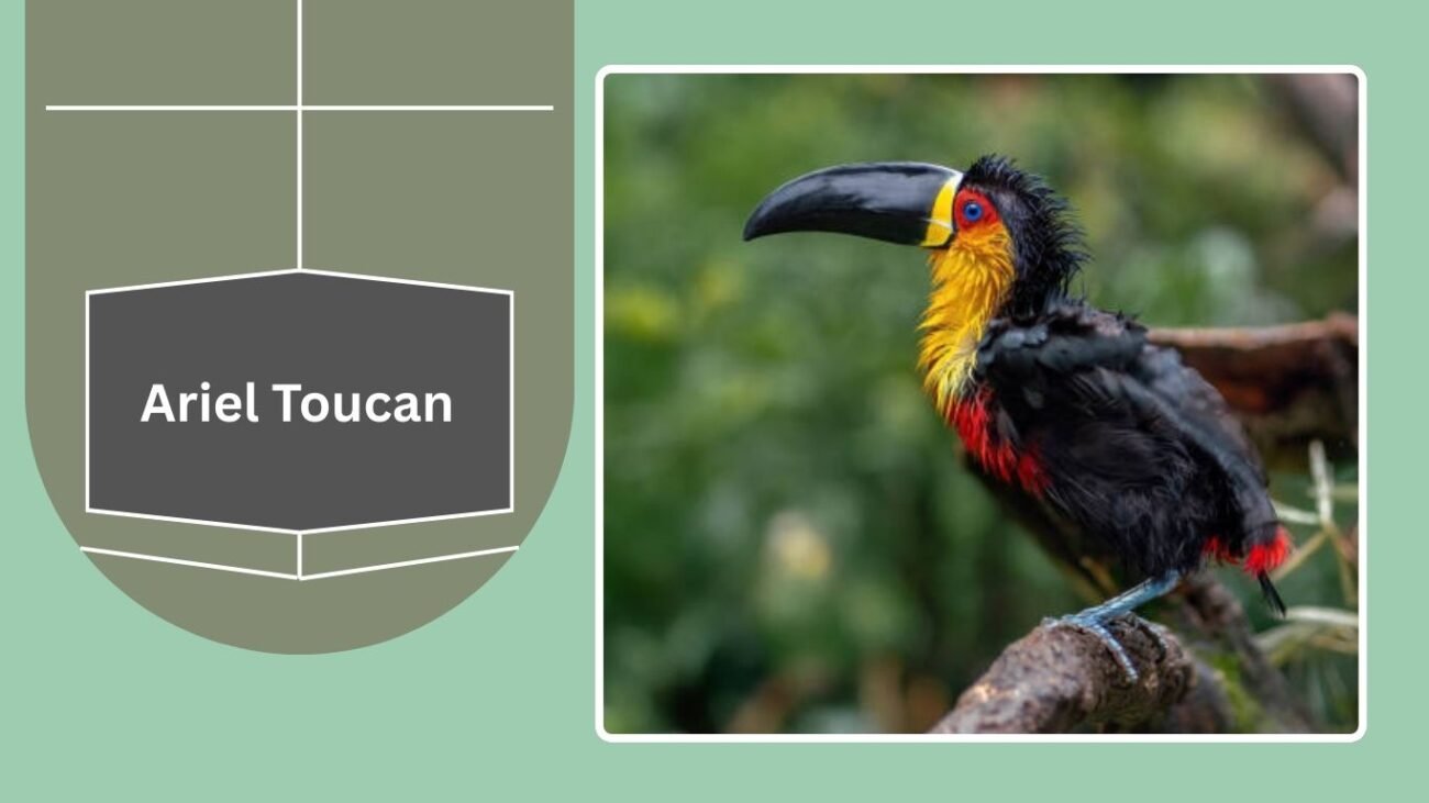 Ariel Toucan