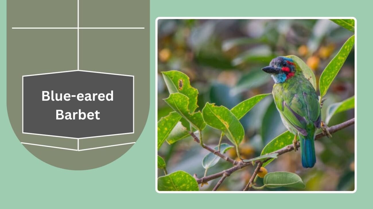 Blue-eared Barbet