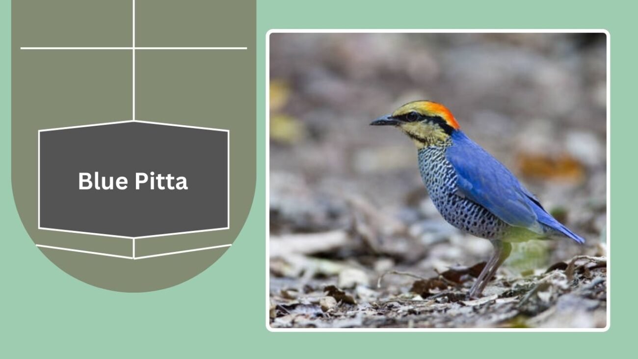 Blue Pitta