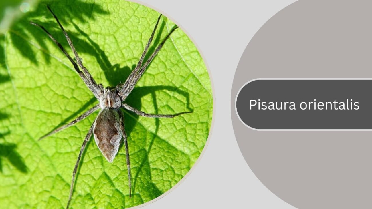 Pisaura orientalis