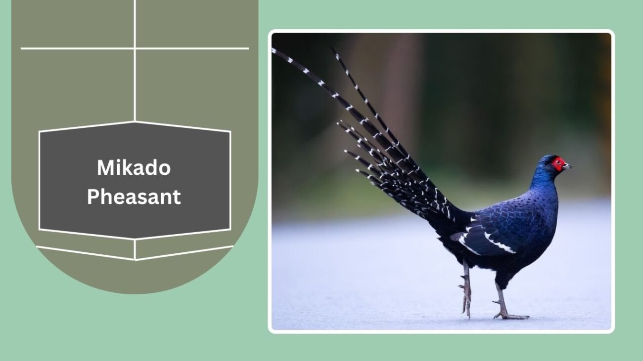 Mikado Pheasant